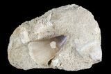 Mosasaur (Prognathodon) Tooth In Rock - Nice Tooth #74944-1